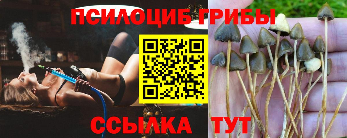 магазин    Псилоцибиновые грибы MAGIC MUSHROOMS  Вход с VPN  Валуйки 
